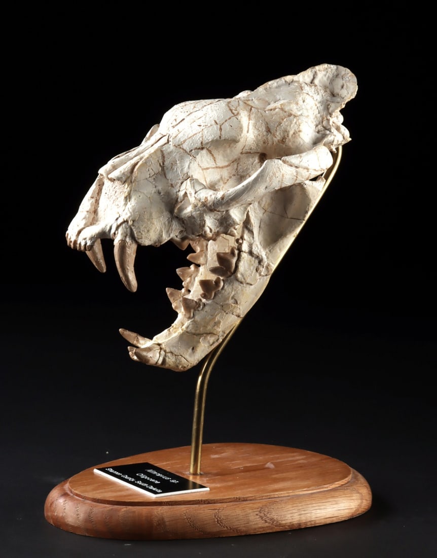 Rare Nimravus Fossil Skull — False Saber-Toothed Cat, Oligocene: North America, Shannon County, South Dakota, Sharps Formation, Oligocene. Ca. 24–31 million years old. A thrilling and rare fossilized skull from the prehistoric Nimravus, a false saber-toothed 
