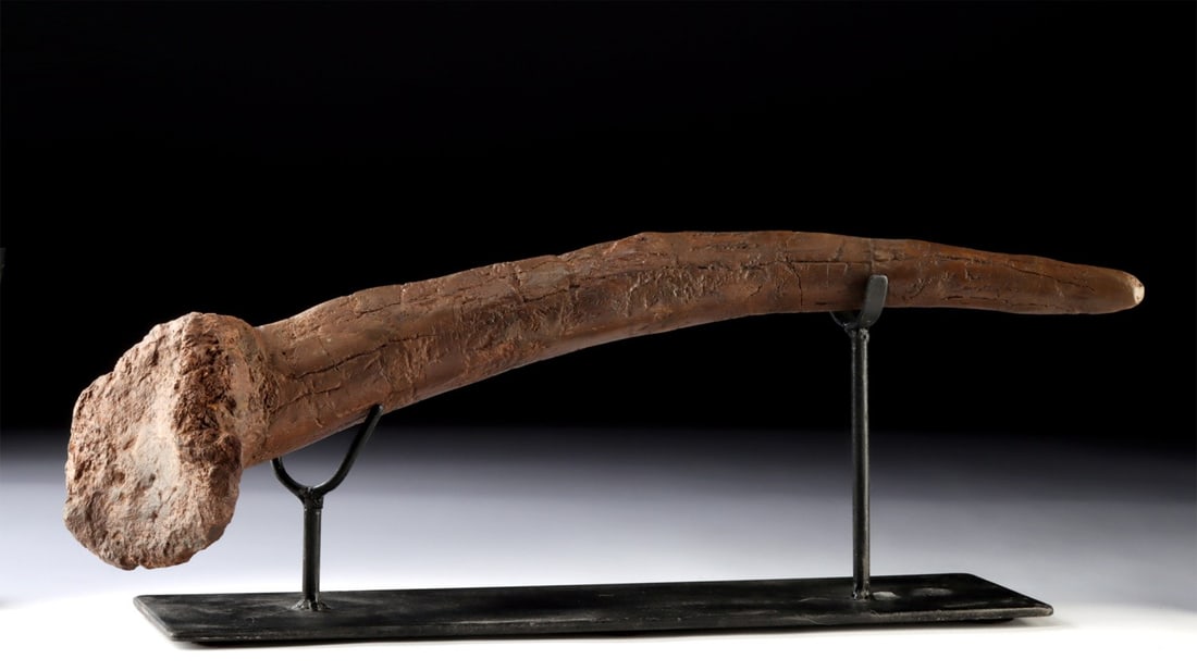 Kentrosaurus Fossil Shoulder Spike, Late Jurassic Tanzania 24" inches: East Africa, Tanzania, Late Jurassic, ca. 152 million years old. An exceedingly rare shoulder spike from a Kentrosaurus dinosaur, a member of the stegosaurian group of herbivorous dinosaurs, which are