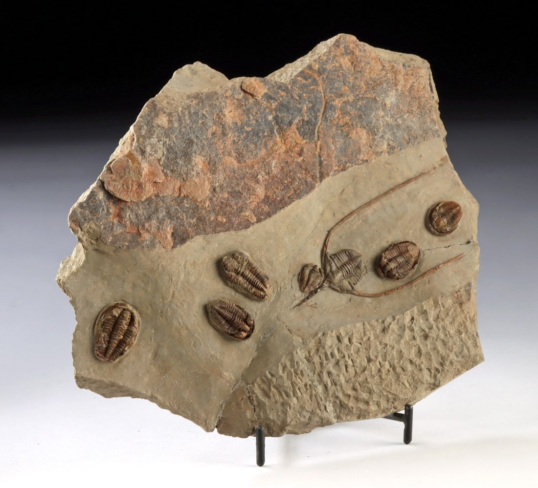 Prehistoric "Trilobite Highway" Fossils in Stone Matrix (1 of 4)