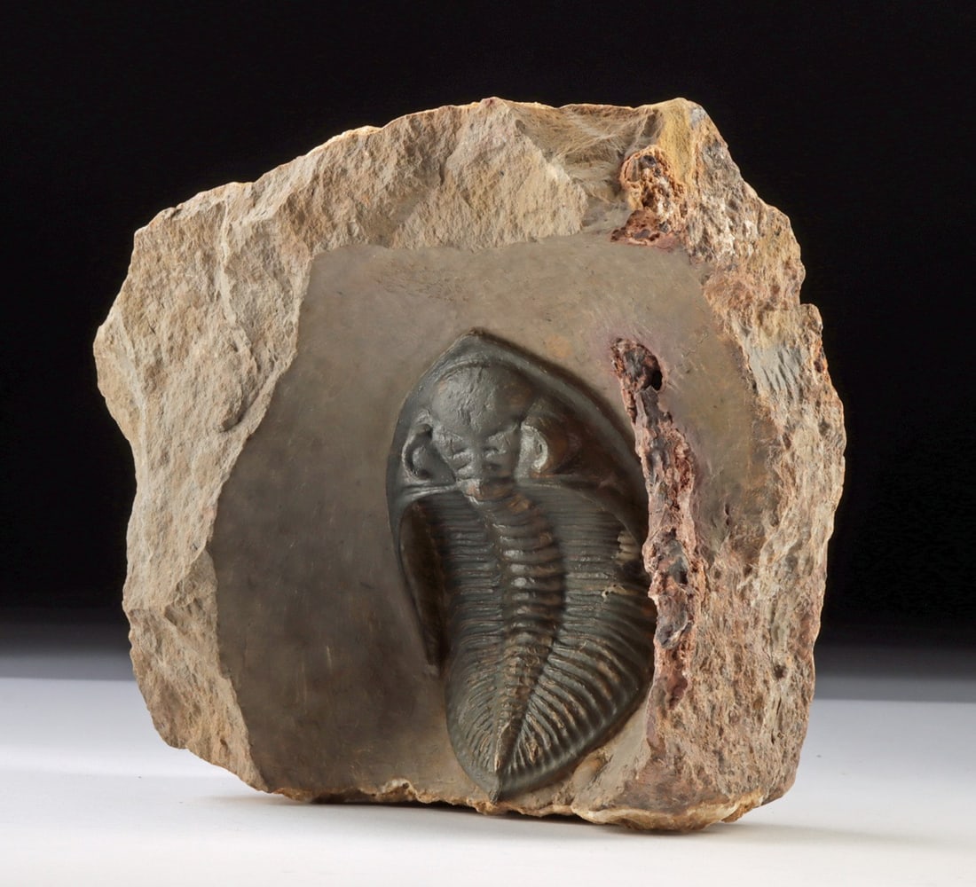 Large Metacanthina Trilobite Fossil in Stone Matrix (1 of 4)