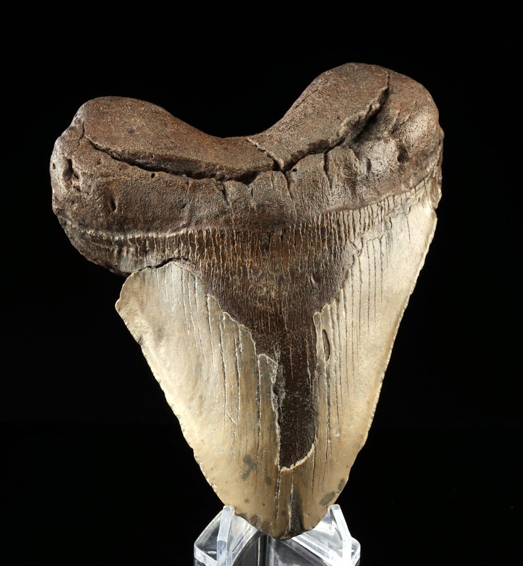 Massive 6.1" Megalodon Fossil Tooth, Miocene–Pliocene (1 of 3)