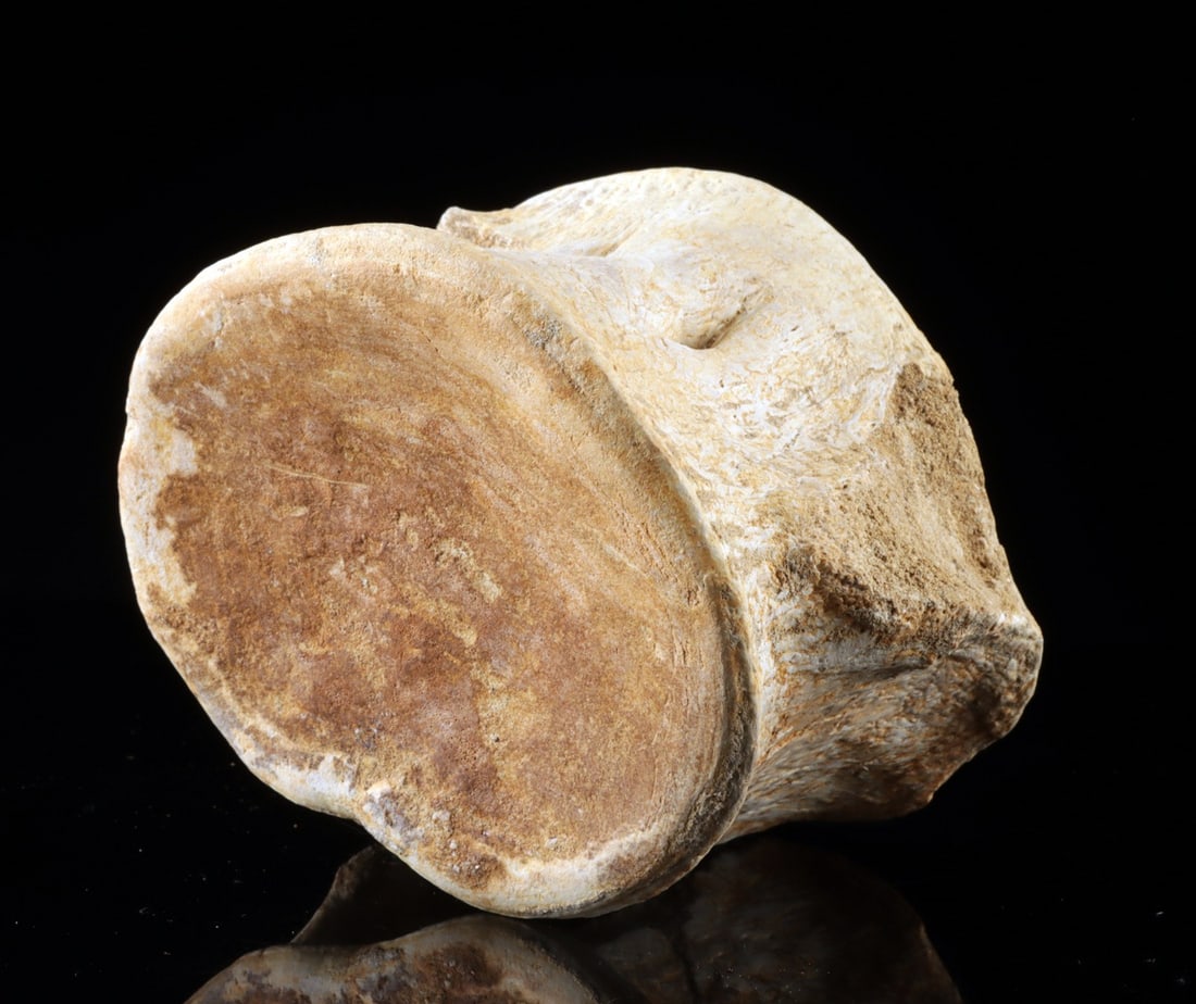 Fossil Whale Vertebra Cetacean, Miocene, Complete Centrum: North America, Miocene, ca. 5–23 million years old. A fossilized cetacean vertebra, species indeterminate. The specimen is well-preserved and of substantial size, consistent with a large baleen 