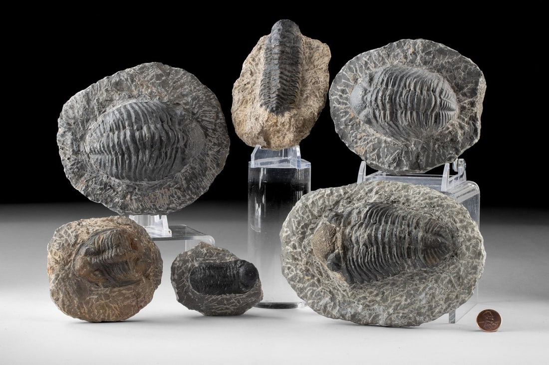 Devonian Trilobite Fossils - Six in Matrices: Ca. 358.9–419.2 million years old. North Africa, Morocco, Devonian period, ca. 419.2 to 358.9 million years ago. A visually rich group of six trilobite fossils showcases these ancient arthropods