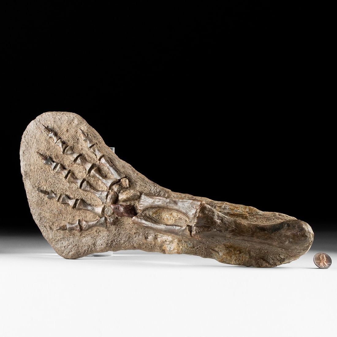 Permian Dimetrodon Fossil Front Leg in Matrix - Articulated Foot with Claws: Permian, Ryan Formation, Oklahoma, United States, Permian period, ca. 271–294.1 million years old. A left front leg and foot of Dimetrodon sp., with claws preserved, mounted in matrix with super