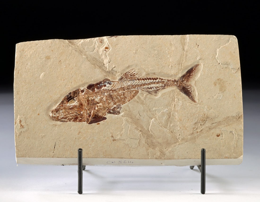 Rare Fossil Eurypholis Fish with Stomach Contents (1 of 3)