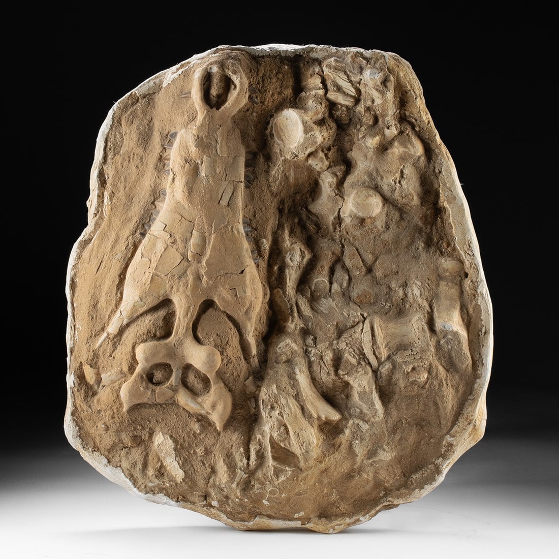 Fossilized Crocodyliform Skull w/ Teeth - Moroccan Phosphate Beds (1 of 3)