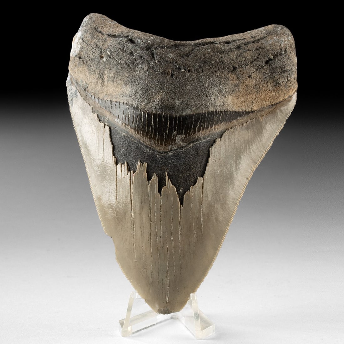 Megalodon Tooth Fossil - Wilmington, North Carolina (1 of 2)