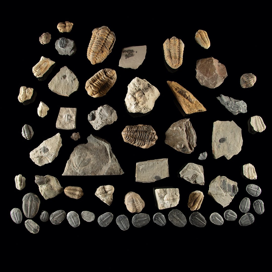 Trilobite Fossil Collection - Elrathia, Moroccan Phacopids & Enrolled Specimens: North America & Africa, Cambrian to Permian era, ca. 521 to 252 million years ago. This collection features trilobites in a variety of forms and species, including fully excavated specimens, partial r