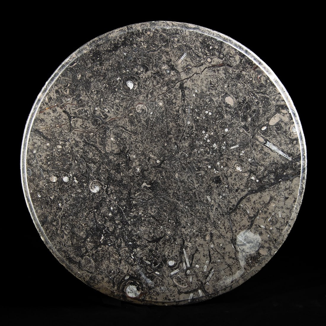 Devonian Fossil Slab Table Top - Orthoceras & Ammonite, Morocco (1 of 2)