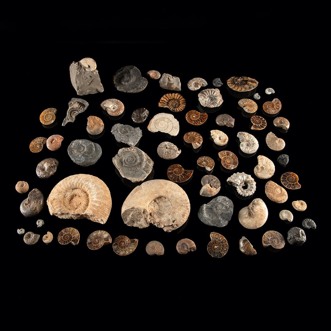 Ammonite Shell Fossil Collection - Polished & Raw Specimens (1 of 2)