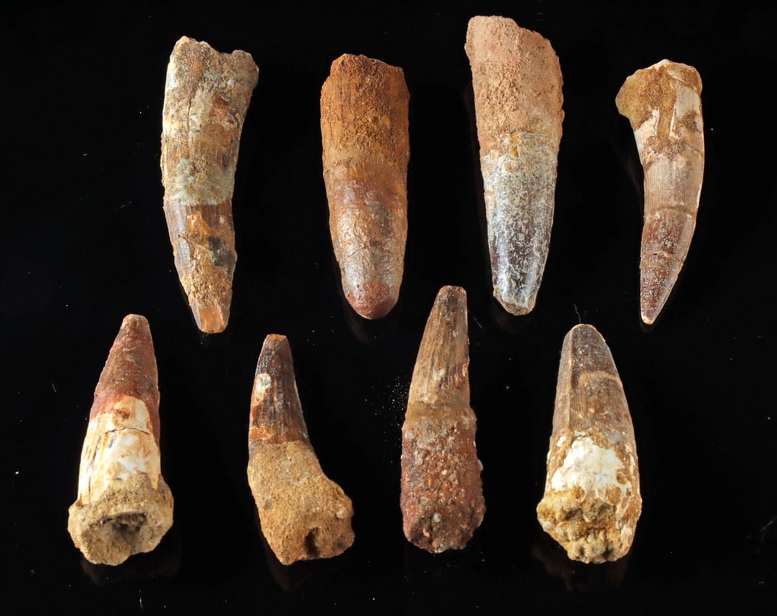 Eight Prehistoric Spinosaurus Carnivore Dinosaur Teeth: Ca. 97–112 million years old. North Africa, early Cretaceous (Lower Albian to Lower Cenomanian), ca. 112 to 97 million years ago. A group of eight fossil teeth from Spinosaurus, among the larges