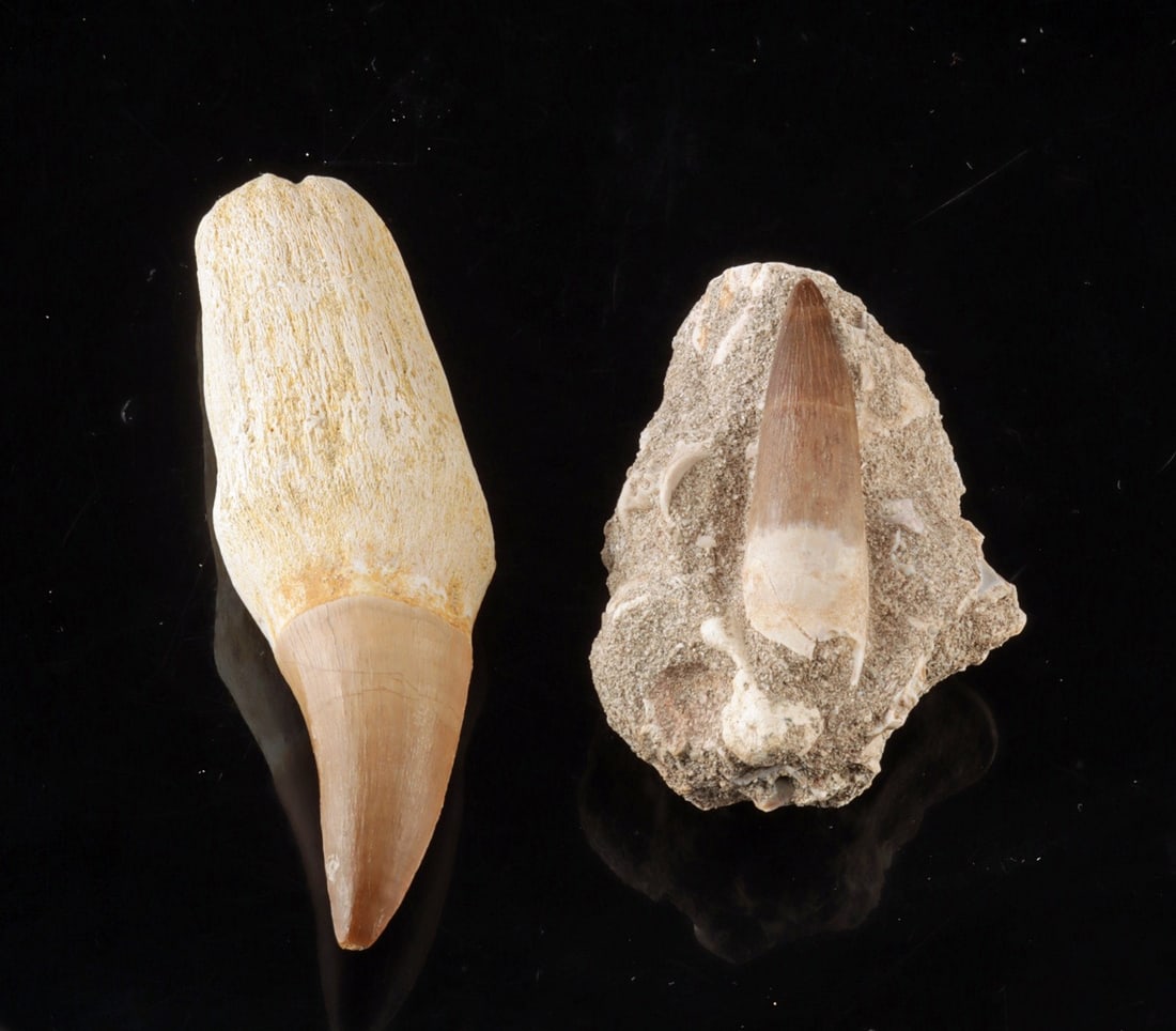 Mosasaur & Spinosaurus Fossil Tooth Pair, Late Cretaceous (1 of 2)