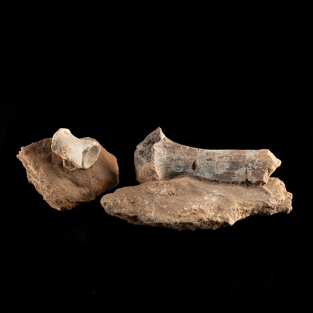 Two Fossil Bone Specimens in Sandstone Matrix, Vertebra & Shaft: North Africa, ca. millions of years ago. A pair of fossilized bone specimens in reddish sandstone matrices. One matrix holds a small vertebral centrum with a waisted body and spongy interior structure