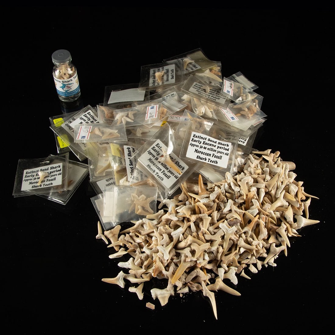 Hundreds of Prehistoric Moroccan Sand Shark Teeth (1 of 2)