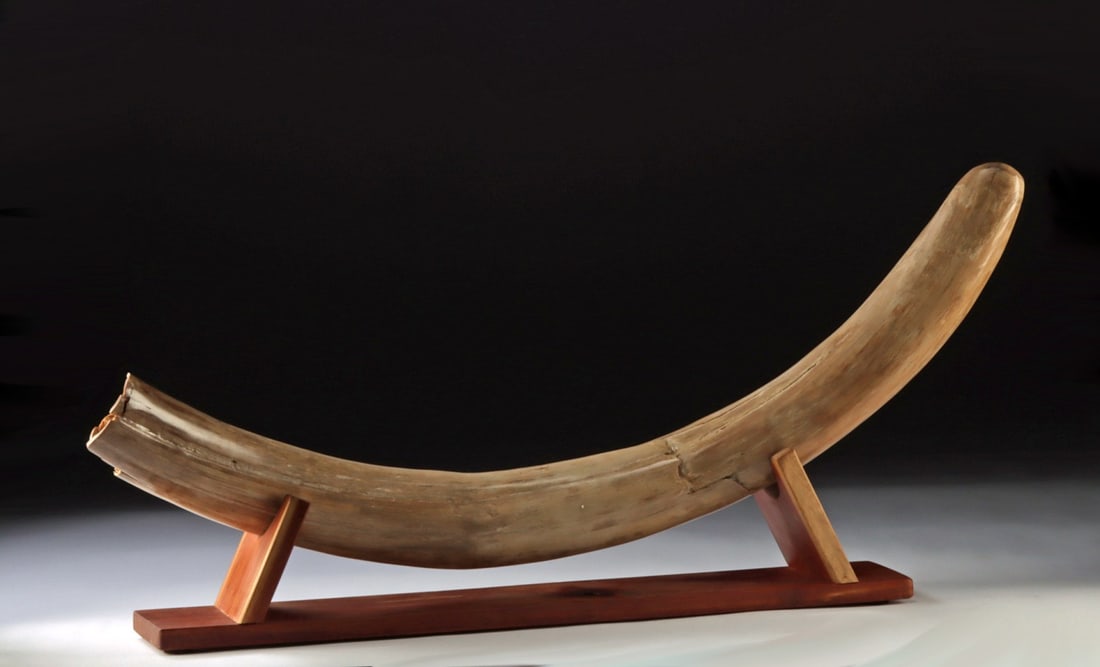 Woolly Mammoth Ivory Tusk Fossil on Wood Stand (1 of 3)