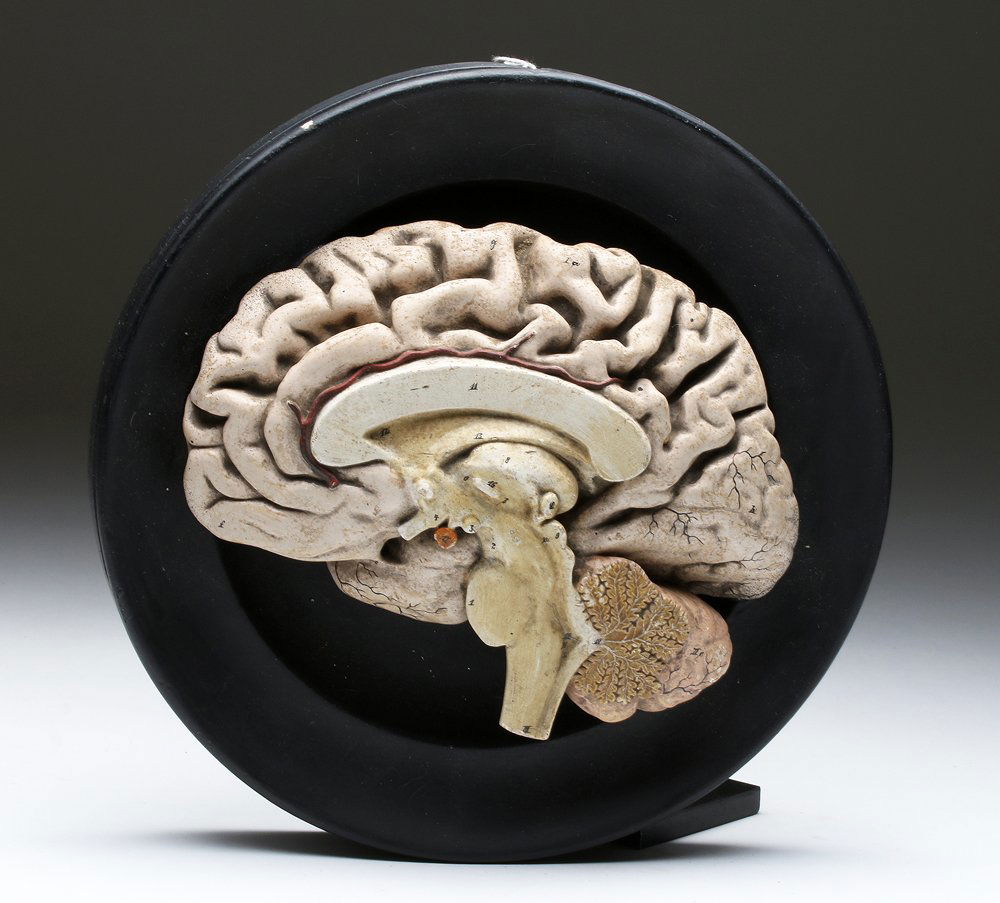 19th C. Bock Steger Anatomical Model, ex-Historia (1 of 3)