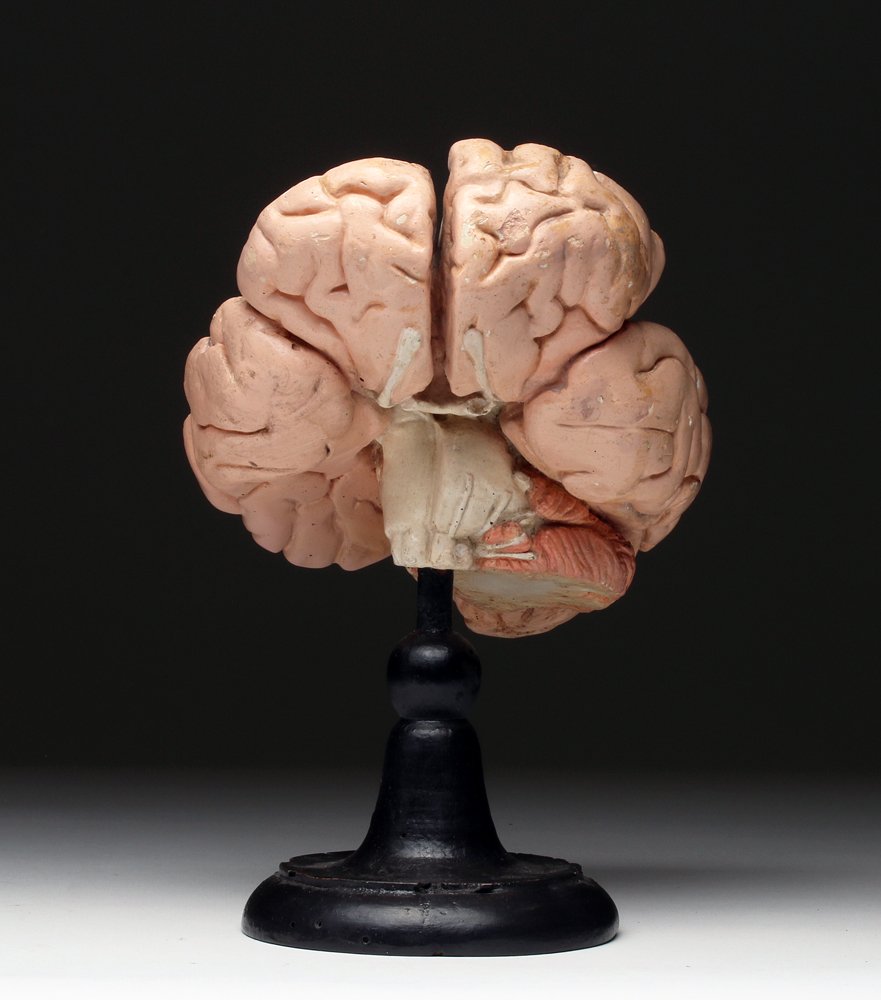 19th C. French Anatomical Model Brain Section, Historia (1 of 3)