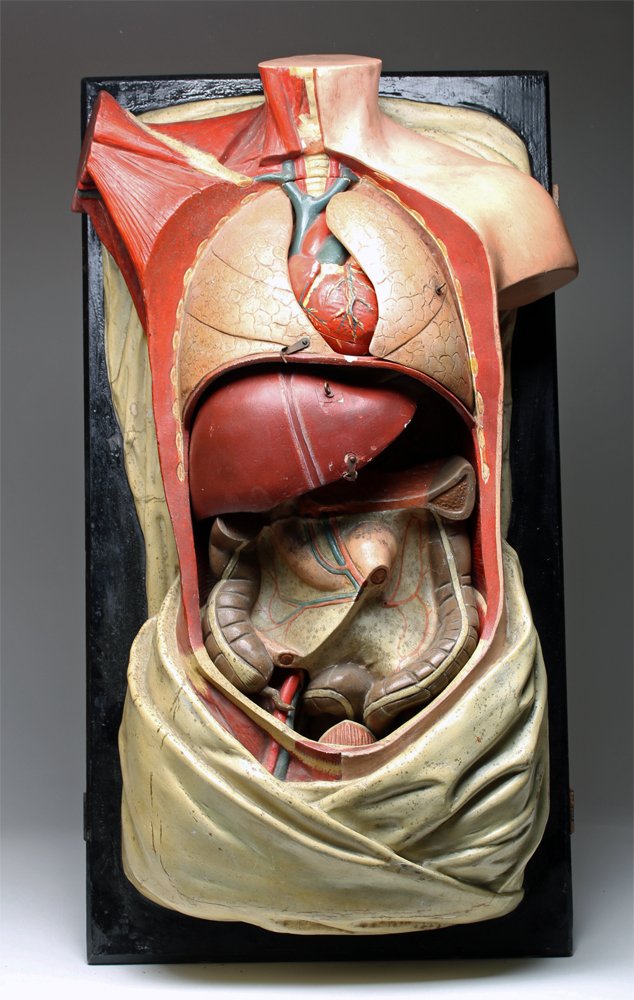 19th C. French Anatomical Model, Removable Organs (1 of 5)