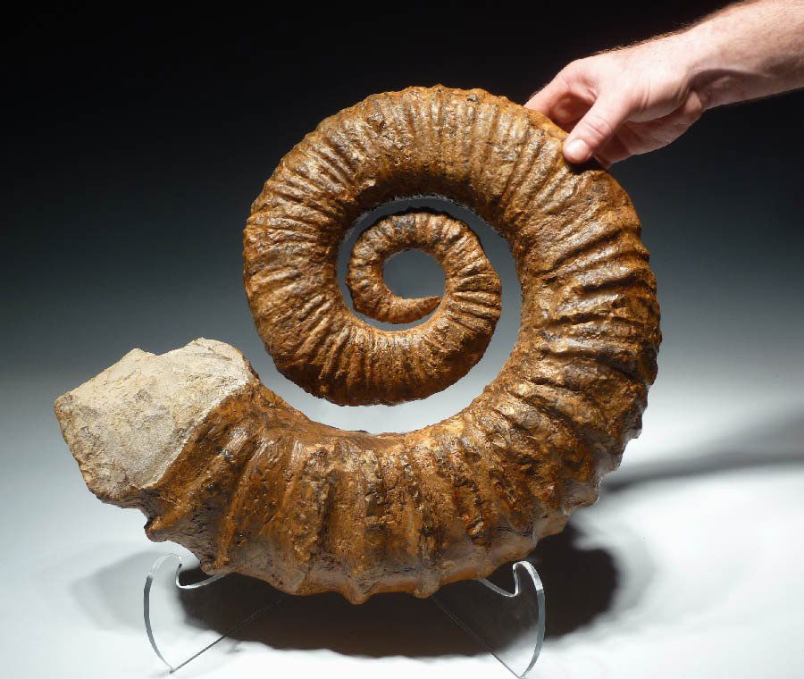 Cretaceous Heteromorph Ammonite Fully Exposed (1 of 6)