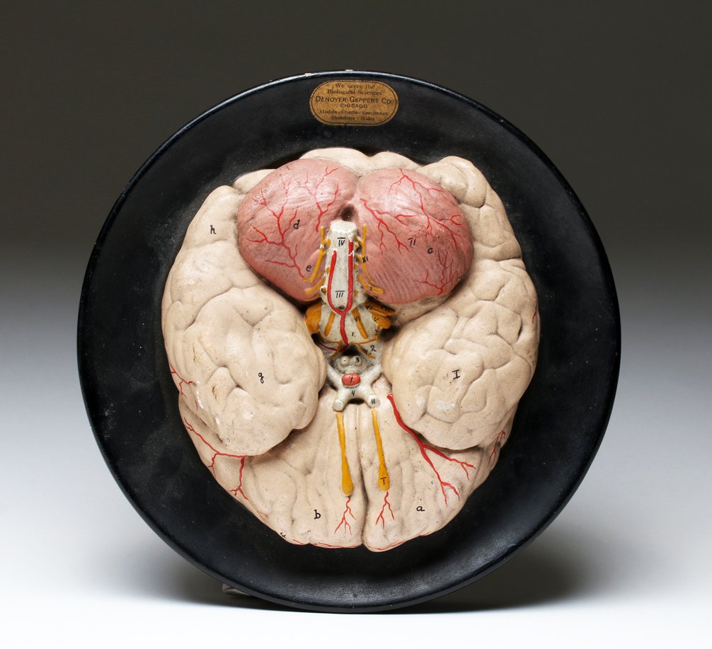 Human Brain Model - Denoyer Geppert Co. (1 of 3)