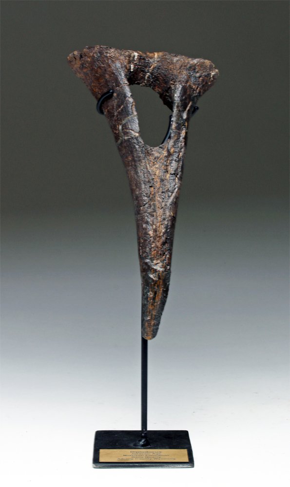 Fossilized Diplodocus Dinosaur Vertabra Chevron (1 of 4)