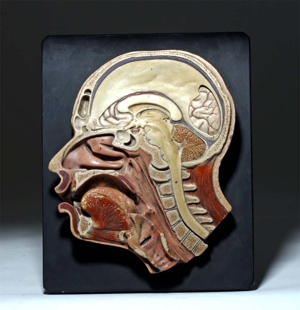 Antique German Anatomical Model - Cutaway of Head (1 of 2)