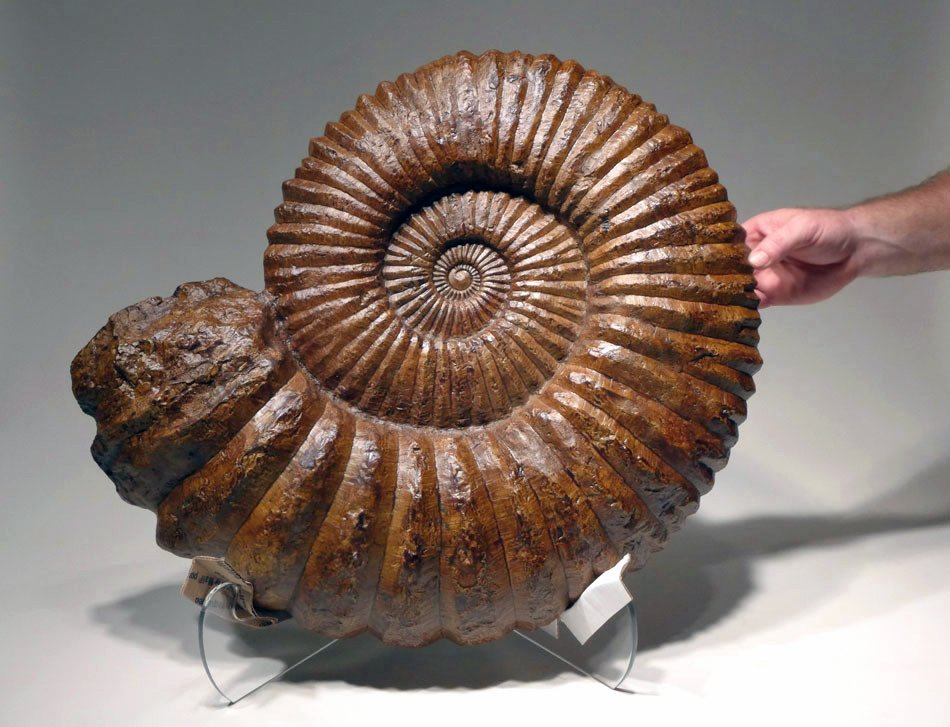 Massive Mesozoic Golden Brown Fossil Ammonite (1 of 5)
