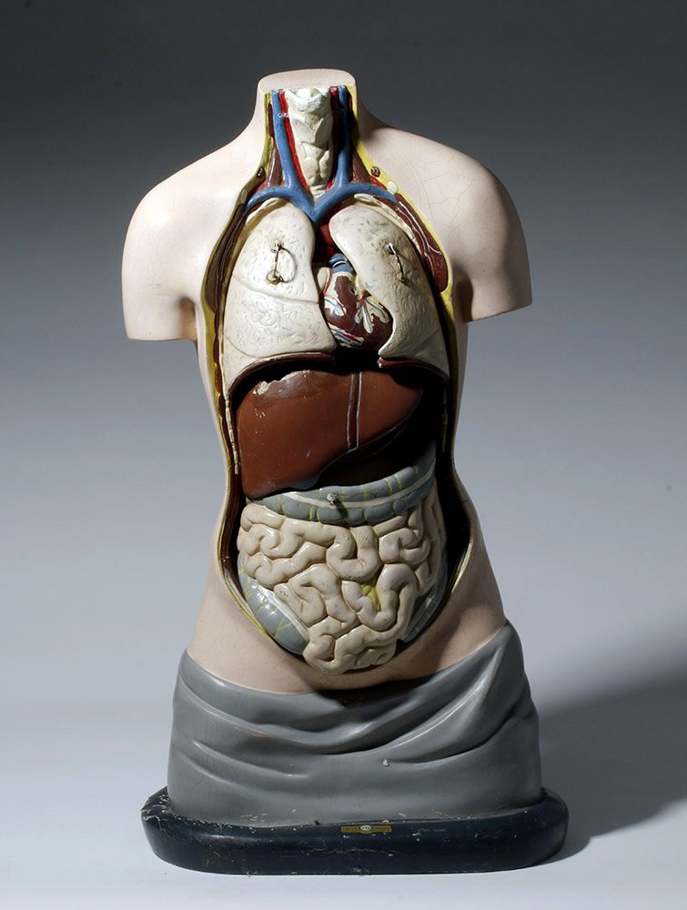 Early 20th C. Life-Size Anatomy Torso by Turtox: North America, United States, Chicago, ca. 1925 CE. A vintage, handsomely fashioned, and very rare hardened latex life-size anatomy torso table model with detachable organs created by Turtox Latex Mod