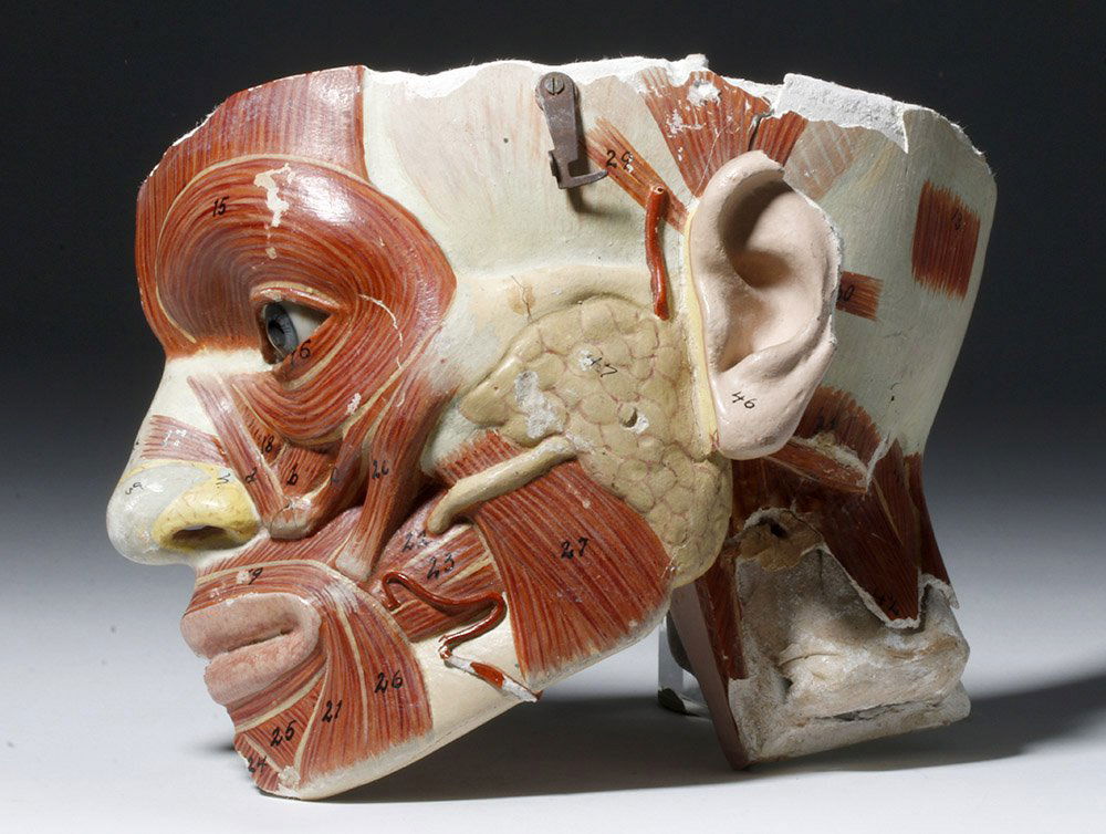 European Model of a Human Head (Half Anatomical) (1 of 9)