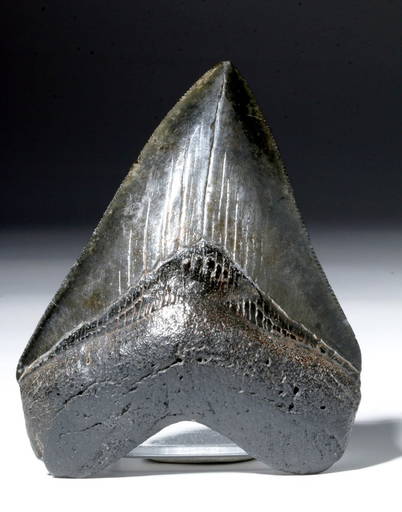Large / Gorgeous Megalodon Tooth, Savanna River