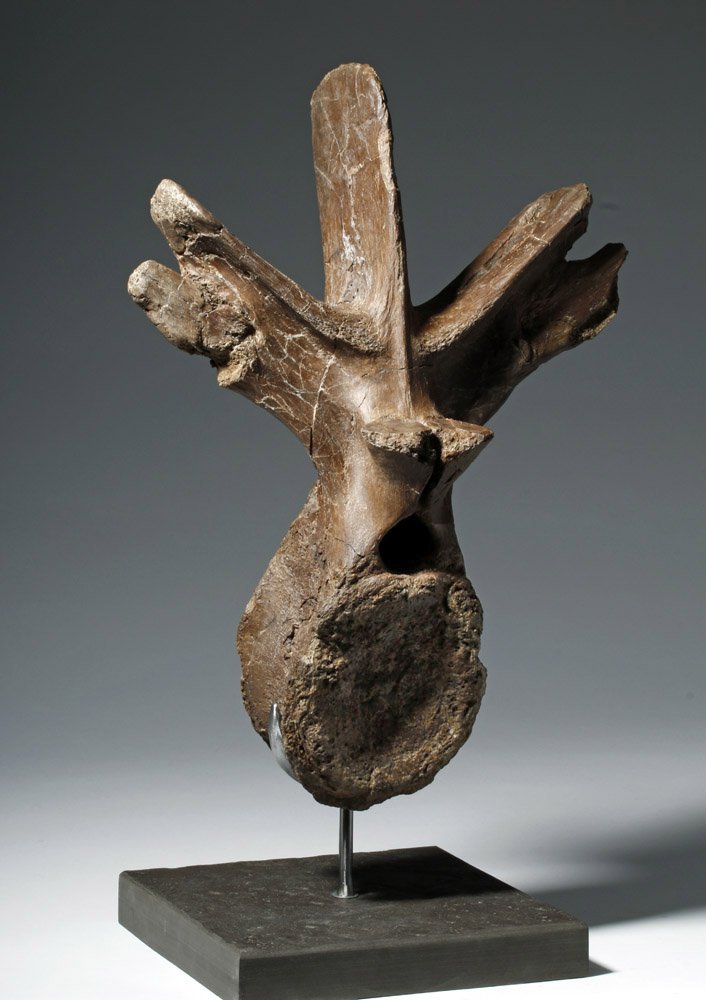 Incredible Triceratops Dinosaur Vertebra - Hell Creek (1 of 10)