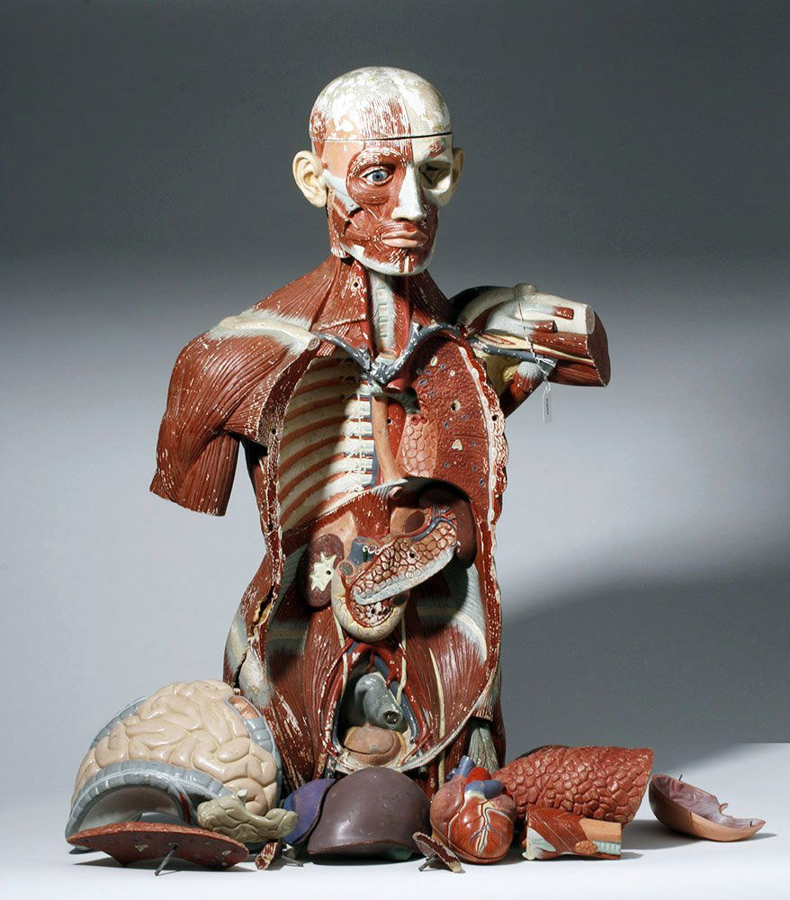 Lifesize 20th C. European Medical School Anatomy Model (1 of 4)