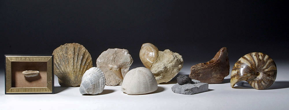 Collection of 9 Fossils - Shell, Trilobite, Teeth, Bone: Ancient World, millions of years old. A collection of nine fossils, a fun grab bag of ancient items! Several different kinds of shells, two varied trilobites, a large tooth, and some kind of large anc