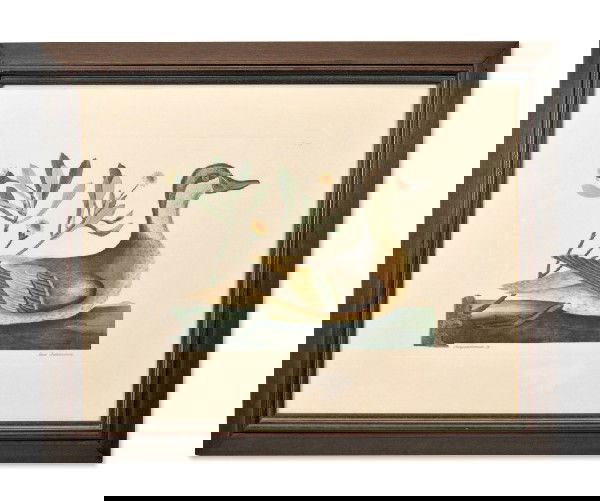 MARK CATESBY (British, 1683-1749), The Little Brow: MARK CATESBY (British, 1683-1749) The Little Brown Duck And Soap Wood: Anas Minor (ex albo & fuseo vario) and Frutex Hand colored engraving (no visible watermark) From "The Natural History of Carolina