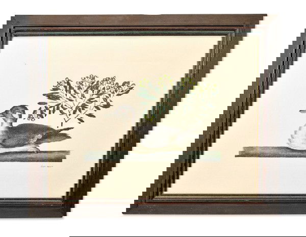 MARK CATESBY (British, 1683-1749), The Llathera Du: MARK CATESBY (British, 1683-1749) The Llathera Duck (White-Cheeked Pintail Or Bahama Pintail); Chrysanthemum Bermudense (Plate/page: T 93) Hand colored engraving (no visible watermark) From "The Natur