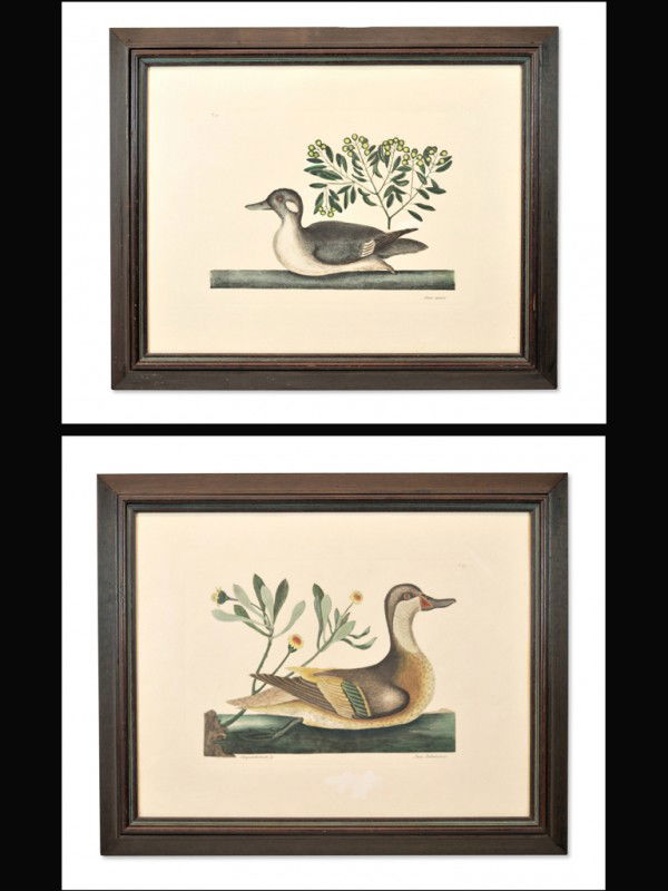 MARK CATESBY (British, 1683-1749), The Little Brown: MARK CATESBY (British, 1683-1749) The Little Brown Duck And Soap Wood: Anas Minor (ex albo & fuseo vario) and Frutex and The Llathera Duck (White-Cheeked Pintail Or Bahama Pintail); Chrysanthemum Berm