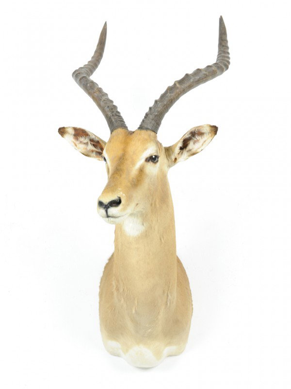 AN IMPALA SHOULDER MOUNT: AN IMPALA SHOULDER MOUNT 36 x 14 x 19 inches