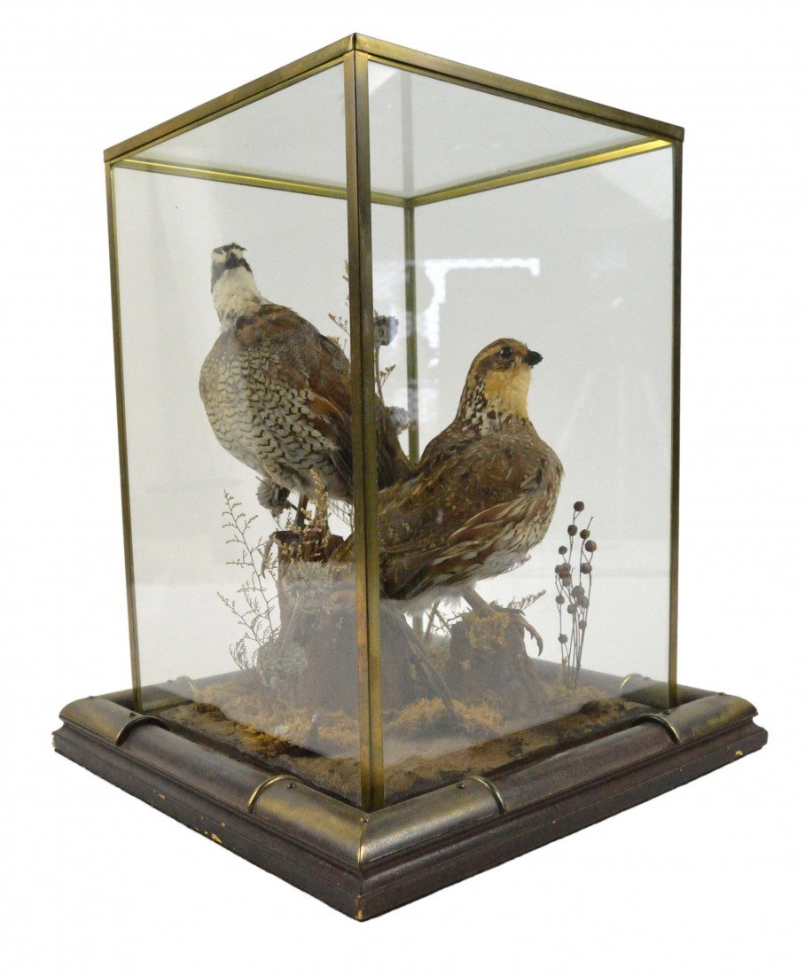A PAIR OF TAXIDERMY GROUSE UNDER GLASS: A PAIR OF TAXIDERMY GROUSE UNDER GLASS 13 x 6 x 4 ½ inches