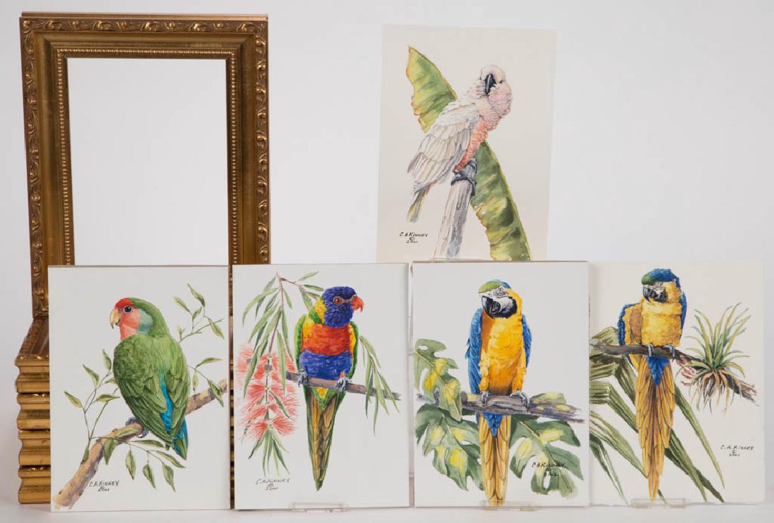 CHERYL ANN KINNEY NATURALIST BIRD WATERCOLOR PAINTINGS, (1 of 1)