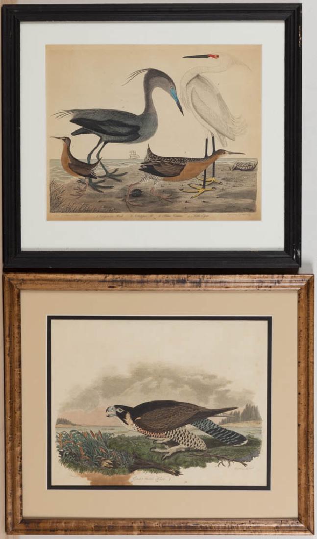 ALEXANDER WILSON (SCOTTISH/AMERICAN, 1766-1813) (1 of 3)