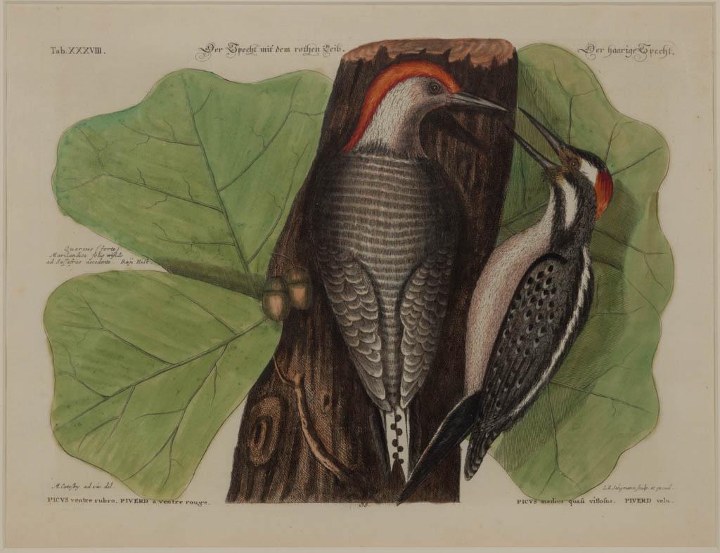 JOHANN MICHAEL SELIGMANN (1720-1762) ORNITHOLOGICAL: JOHANN MICHAEL SELIGMANN (1720-1762) ORNITHOLOGICAL PRINT, hand-colored engraving on laid paper, Plate 38 depicting a pair of woodpeckers, after an original illustration by Mark Catesby (1683-1749), t