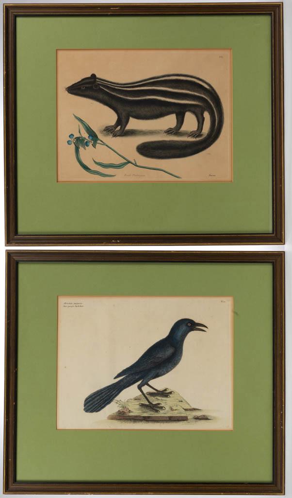 AFTER MARK CATESBY (BRITISH, 1682-1749) NATURAL HISTORY: AFTER MARK CATESBY (BRITISH, 1682-1749) NATURAL HISTORY PRINTS, LOT OF TWO, hand-colored engraving on paper (each), comprising plate 12 "Monedula purpuria. / The purple Jackdaw.", and plate 62 "The Po