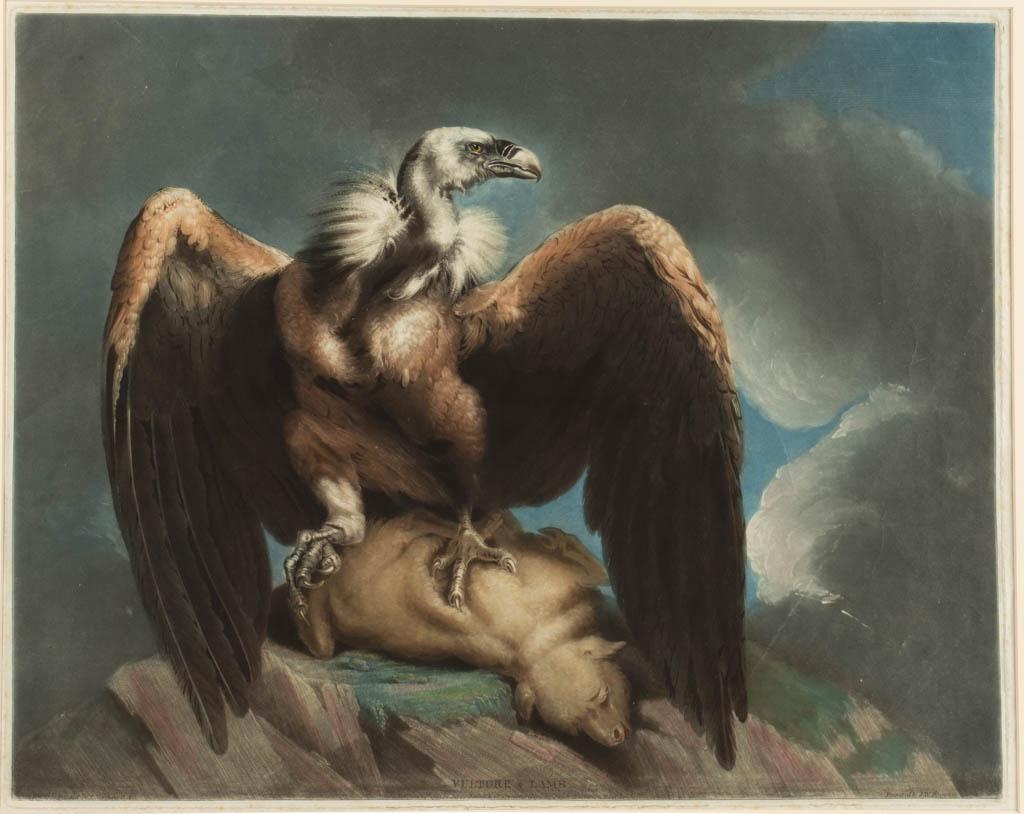 JAMES NORTHCOTE (BRITISH, 1746-1831) ORNITHOLOGICAL: JAMES NORTHCOTE (BRITISH, 1746-1831) ORNITHOLOGICAL PRINT, titled "Vulture & Lamb", engraved by S.W. Reynolds, published "June 24th, 1799 by James Daniell & Co. No. 6 Great Charlotte Street, Blackfria
