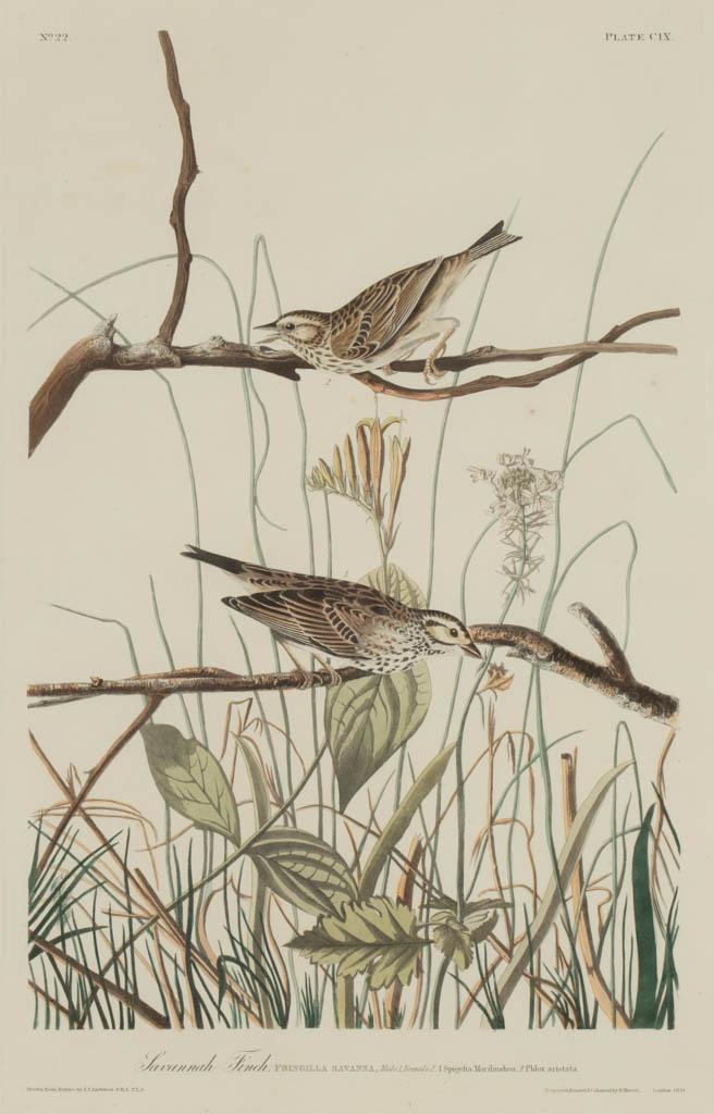JOHN JAMES AUDUBON (AMERICAN, 1785-1851) "SAVANNAH: JOHN JAMES AUDUBON (AMERICAN, 1785-1851) "SAVANNAH FINCH" ORNITHOLOGICAL PRINT, hand-colored engraving on paper, titled "Savannah Finch", No.22, Plate C1X, Double Elephant folio, "Engraved, Printed & 
