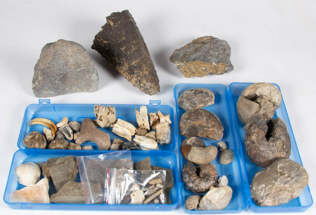 ASSORTED FOSSIL AND OTHER SPECIMENS, UNCOUNTED LOT: ASSORTED FOSSIL AND OTHER SPECIMENS, UNCOUNTED LOT, including Ammoniod specimens, cow/horse teeth, two beaver teeth, a coral specimen, and an antler. Various sizes. As-found condition. Provenance: The