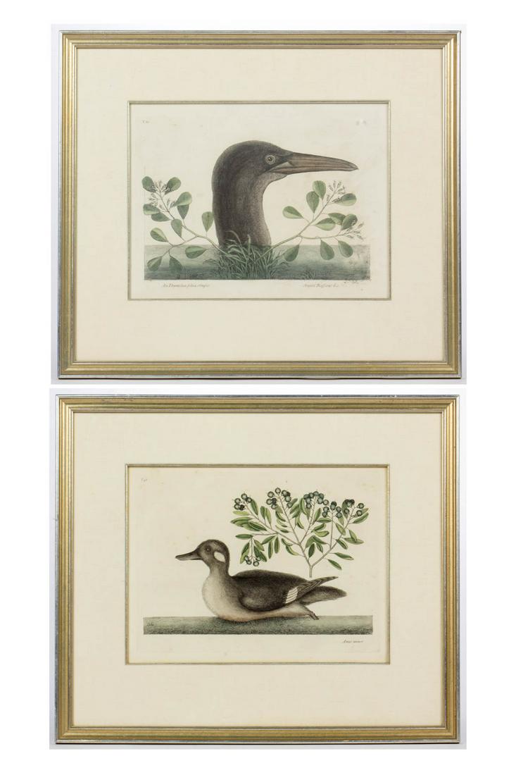 AFTER MARK CATESBY (BRITISH, 1682-1749) NATURAL HISTORY: AFTER MARK CATESBY (BRITISH, 1682-1749) NATURAL HISTORY PRINTS, LOT OF TWO, hand-colored engraving on paper, comprising plate T86 Anseri Baffano "The Great Booby", and T98 Anas Minor "The Little Brown