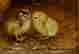 item-105413764=3