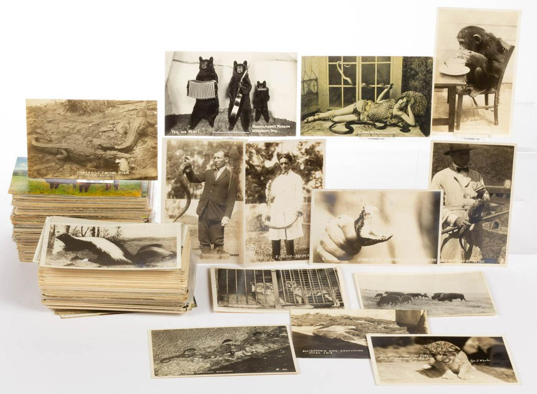 ASSORTED ANIMAL POST CARDS, OVER 360 (1 of 1)