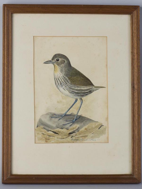 GEORGE MIKSCH SUTTON (AMERICAN, 1898-1982) ORNITHO: GEORGE MIKSCH SUTTON (AMERICAN, 1898-1982) ORNITHOLOGY PAINTING, watercolor on paper, depicting a long-legged bird standing on a rock, signed "George Miksch Sutton 1920" lower right, later frame. Firs