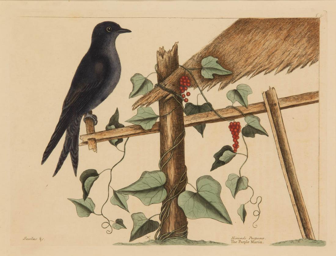 AFTER MARK CATESBY (BRITISH, 1682-1749) NATURAL HISTORY: AFTER MARK CATESBY (BRITISH, 1682-1749) NATURAL HISTORY PRINT, hand-colored engraving on paper, "Smilax & c. / Hirundo Purpurea. / The Purple Martin.", plate "T51" from "The Natural History of Carolin
